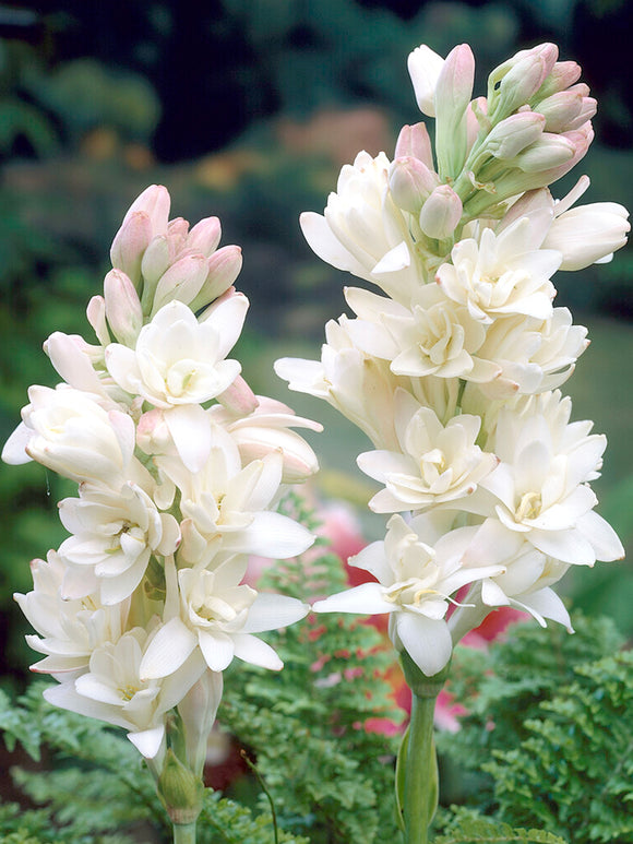Dupla tubarózsa 🌸 - Nagy hagymás virág