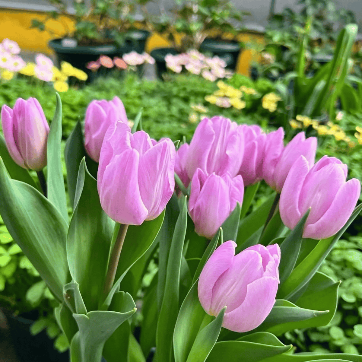 đ·Ritka tulipĂĄnmagok â SzĂnes tavaszi virĂĄgok cserepekbe, szegĂ©lyekbe Ă©s kertekbe