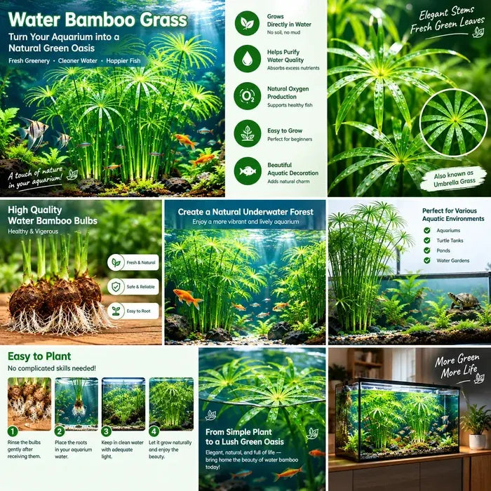 đżWater Bamboo Bulbs-Hydroponic Umbrella Plant â Natural Water Purifier for Aquariums, Turtle Tanks & Ponds