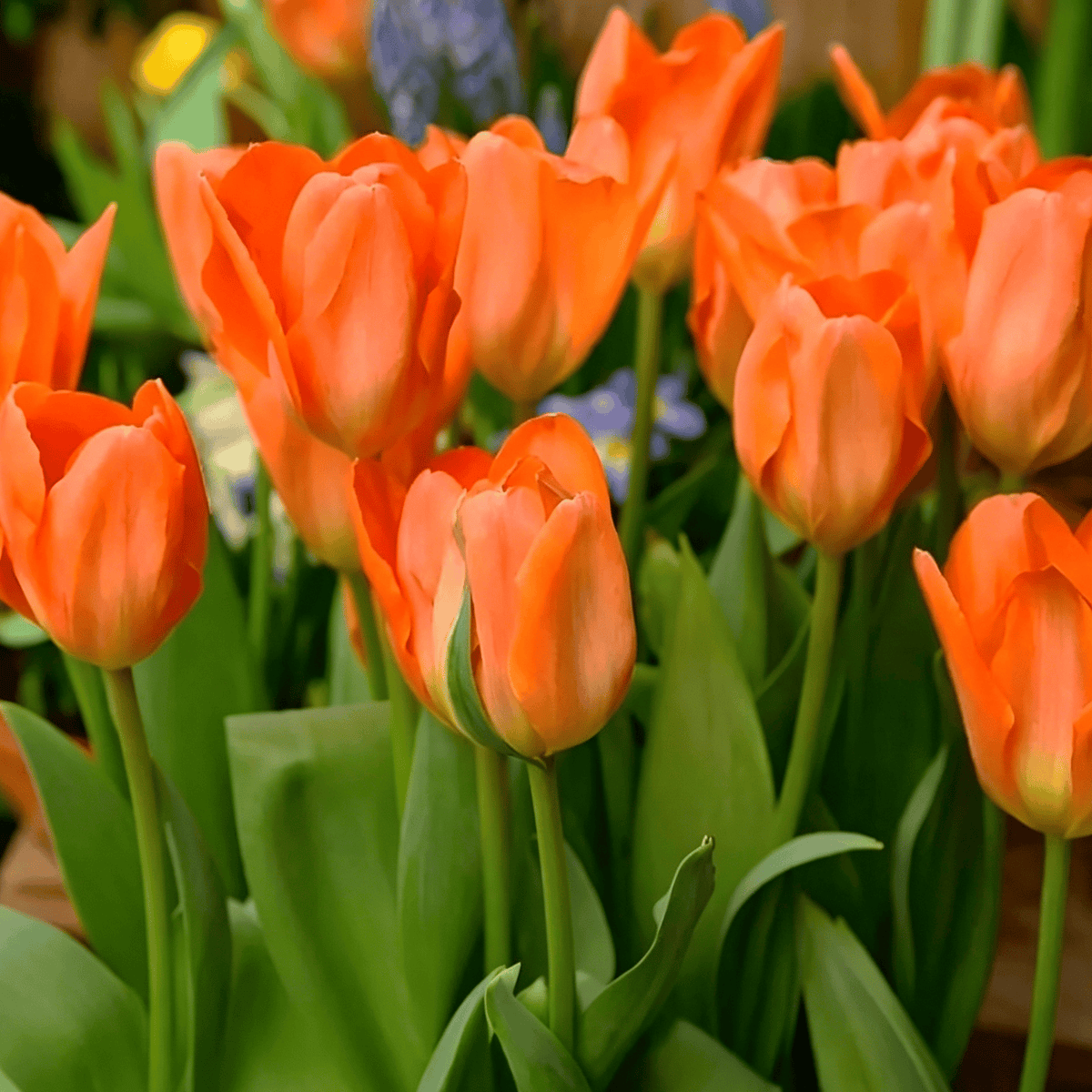 đ·Ritka tulipĂĄnmagok â SzĂnes tavaszi virĂĄgok cserepekbe, szegĂ©lyekbe Ă©s kertekbe
