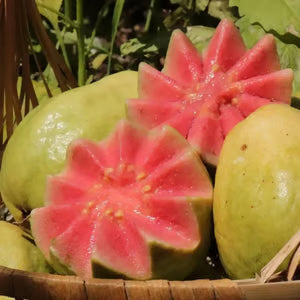 đ„Organikus rĂłzsaszĂn guava magok | đżGyors csĂrĂĄzĂĄsra elĆkĂ©szĂtve (99%-os csĂrĂĄzĂĄs)