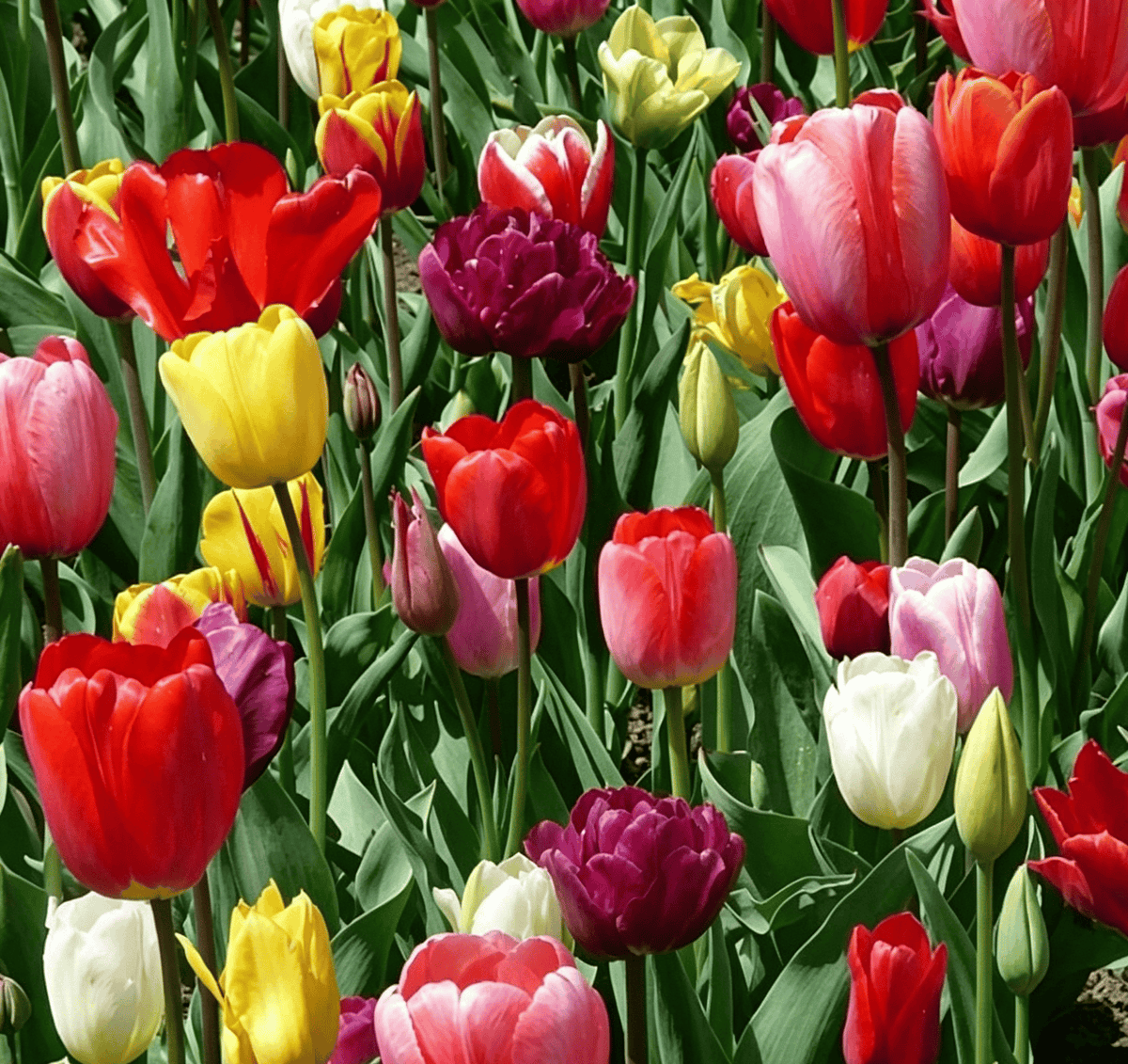 đ·Ritka tulipĂĄnmagok â SzĂnes tavaszi virĂĄgok cserepekbe, szegĂ©lyekbe Ă©s kertekbe