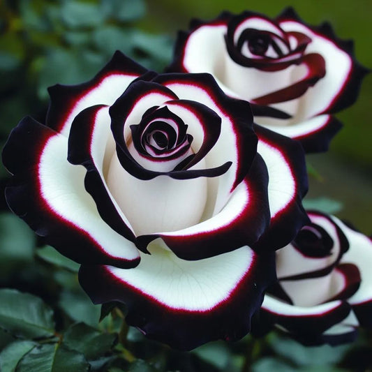 Ritka Kék Hold rózsa 🌌 és sokszínű csipkerózsa 🌈🌹