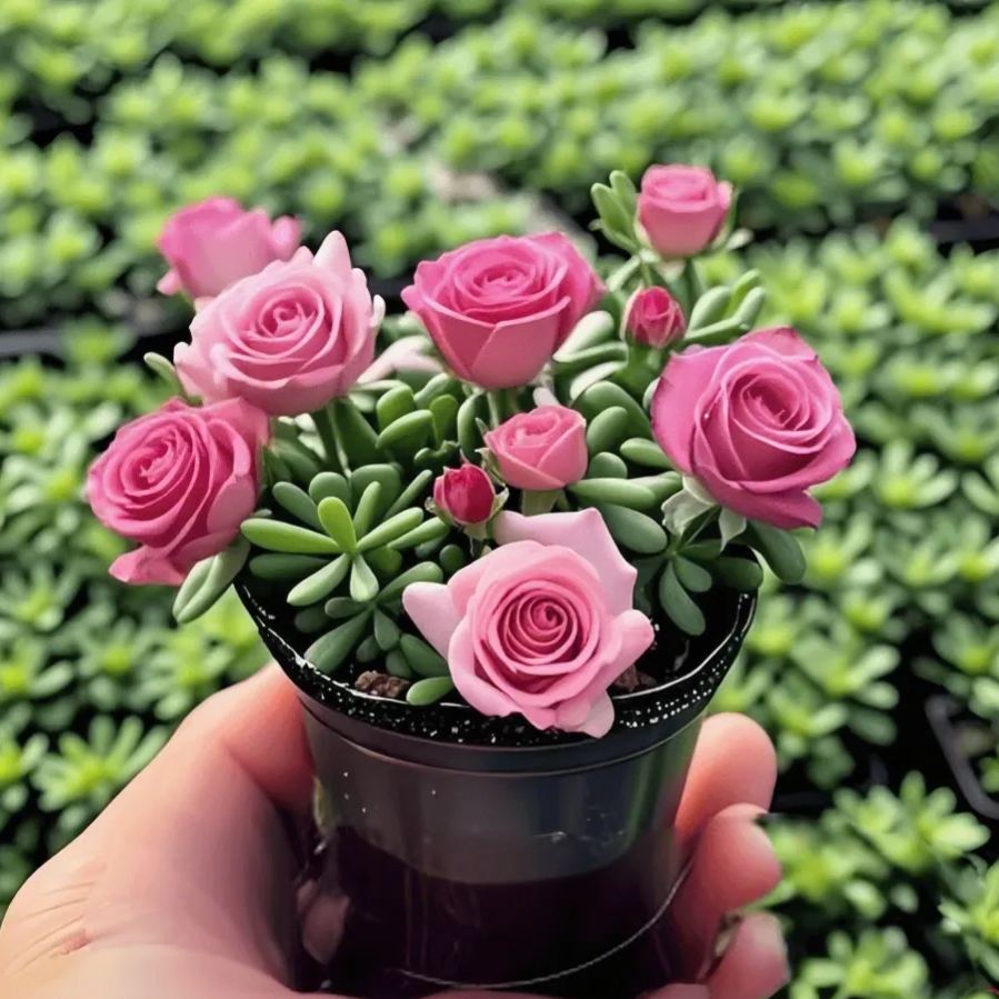 Dupla Rózsa Orchidea Hagymák – Tűrőképes és Illatos