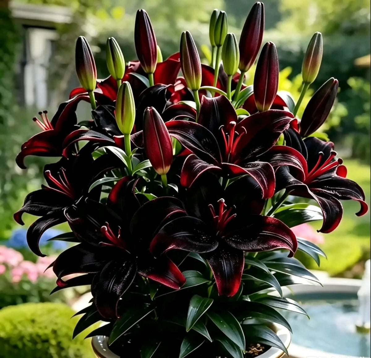 Black Magic LilyđșIllatliliom hagymĂĄk â Friss Ă©s Ă©des