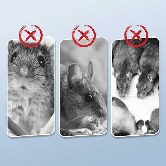 Újrafelhasználható patkánycsapda rendkívül érzékeny kioldó mechanizmussal