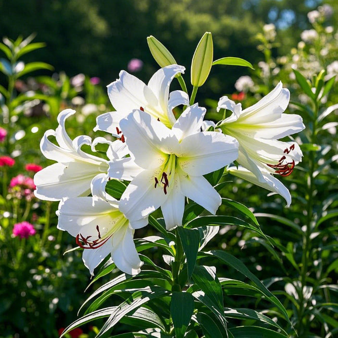 Black Magic Lily🌺Illatliliom hagymák – Friss és édes