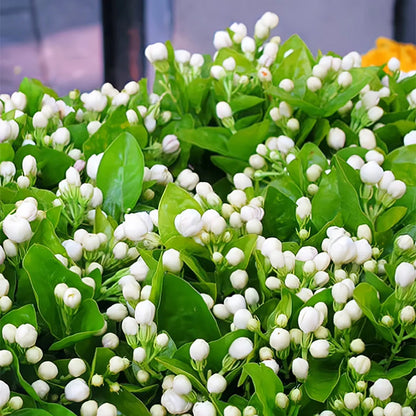 UTOLSÓ NAPOS AKCIÓ 35% KEDVEZMÉNY 🌸 Jázmin cserepes növény (🌱Túlélési garancia: Ingyenes pótlás🌿)