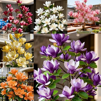 Magnolia liliiflora hagymái (lila orchideák) 🌸 A virágok elrejtik a leveleket, az illat betölti a levegőt