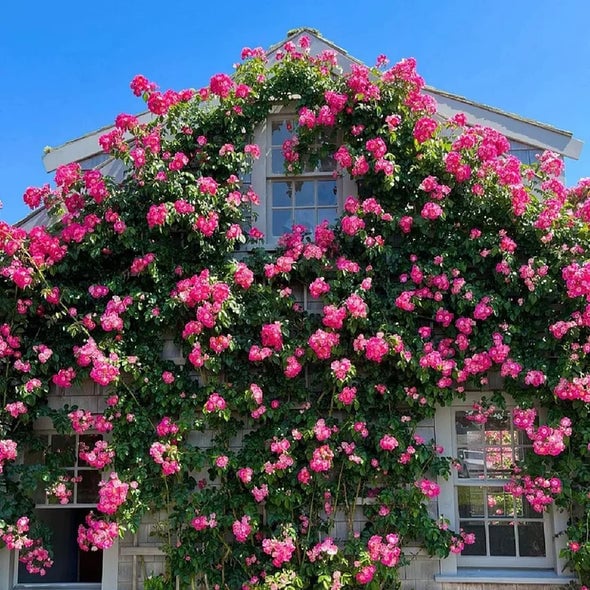 🌺 Hegymászó rózsamag