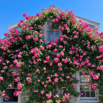 🌺 Hegymászó rózsamag