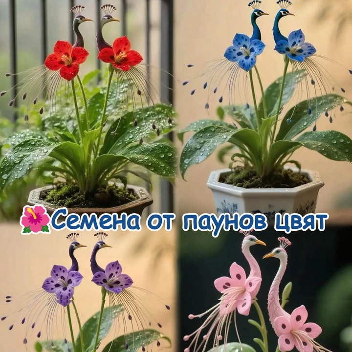 🌺 Páva orchidea magok