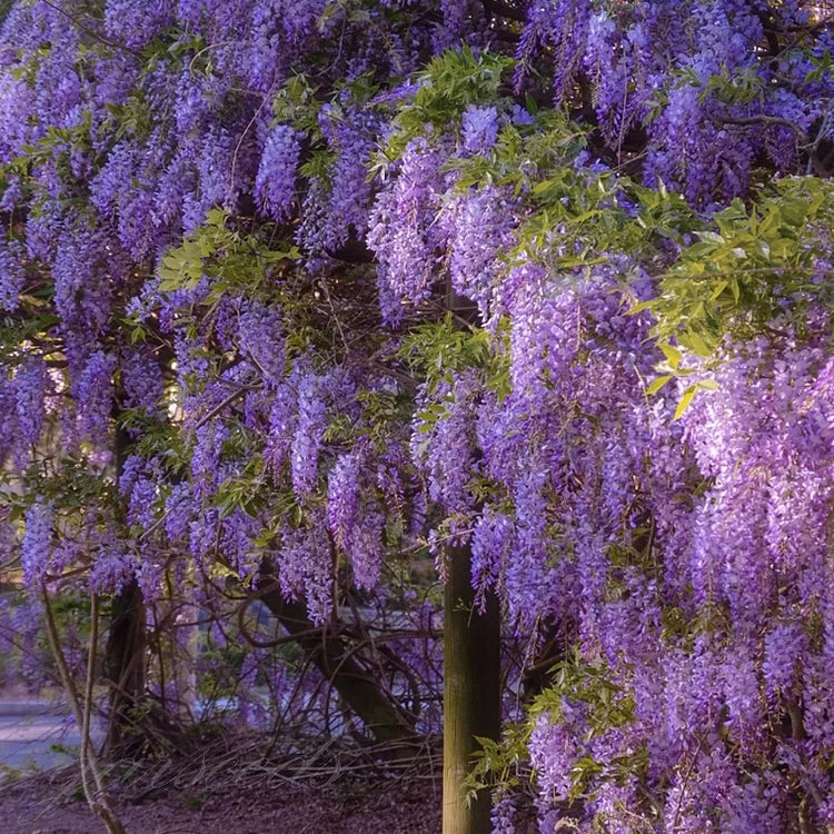 🌸Akácmagok – A kert zuhatagszerű szépsége egész évben💗