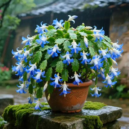 🦀Keverős színű Schlumbergera hagymák – Könnyen kezelhető virágok minden árnyalatban, még télen is ❄️🌈