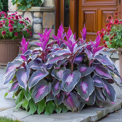 🎁Különleges ajánlat 2025🍃Ritka hosta magok🌿