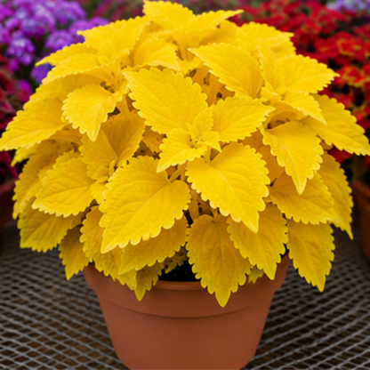 🌿Coleus hagymák🌷 – Töltsd meg kertedet színnel🌈