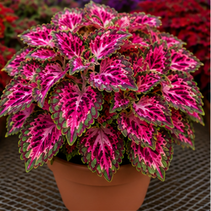 🌿Coleus hagymák🌷 – Töltsd meg kertedet színnel🌈