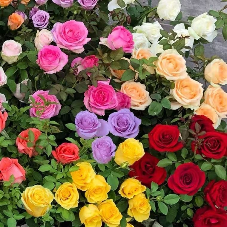🔥NAGY AKCIÓ - 50% KEDVEZMÉNY🔥Rózsamagok különböző színekben💐