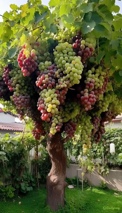 Óriás szőlőmagok: vékony héjúak, nagyok és mag nélküliek 🍇🌿