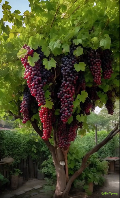 Óriás szőlőmagok: vékony héjúak, nagyok és mag nélküliek 🍇🌿