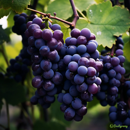 Óriás szőlőmagok: vékony héjúak, nagyok és mag nélküliek 🍇🌿