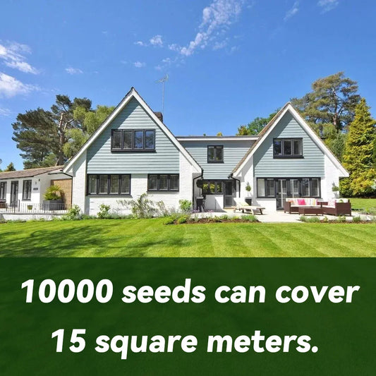 🌱 Four Seasons örökzöld törpefű magok | Hozd létre a tökéletes gyepedet itt kezdve!