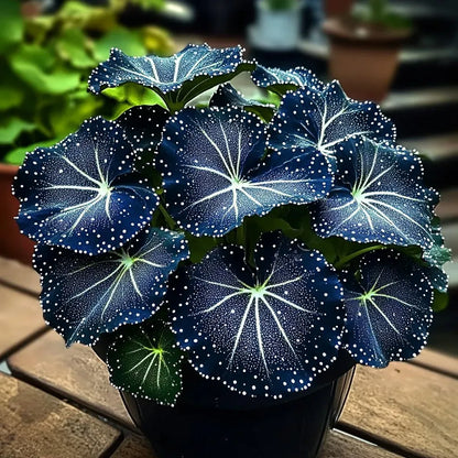 🌟Éjkék hosta – csodálatos kiegészítője otthonodnak! 🌟