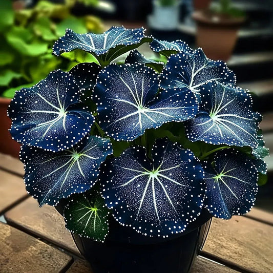 🌟Éjkék hosta – csodálatos kiegészítője otthonodnak! 🌟