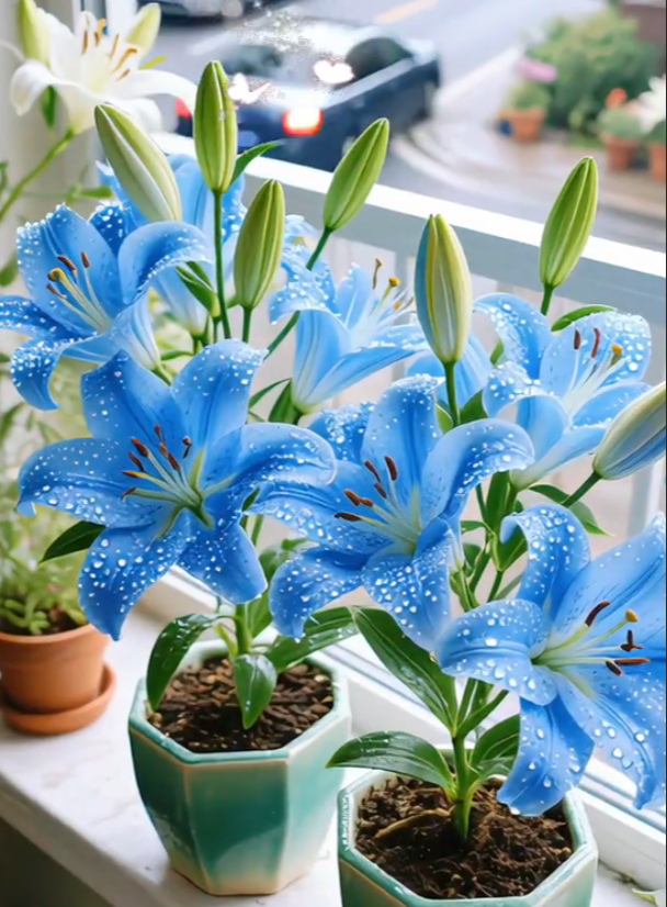 Black Magic Lily🌺Illatliliom hagymák – Friss és édes