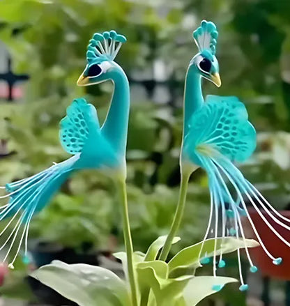 🌺 Páva orchidea magok