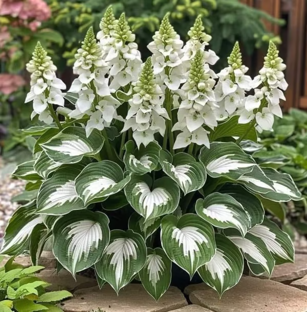 🔥Utolsó napi akció🔥Prémium minőségű, ritka hosta magok🌿Árnyéktűrő növény