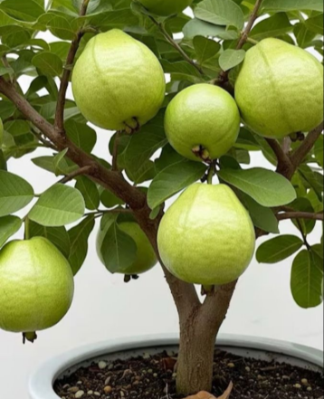 🔥Organikus rózsaszín guava magok | 🌿Gyors csírázásra előkészítve (99%-os csírázás)