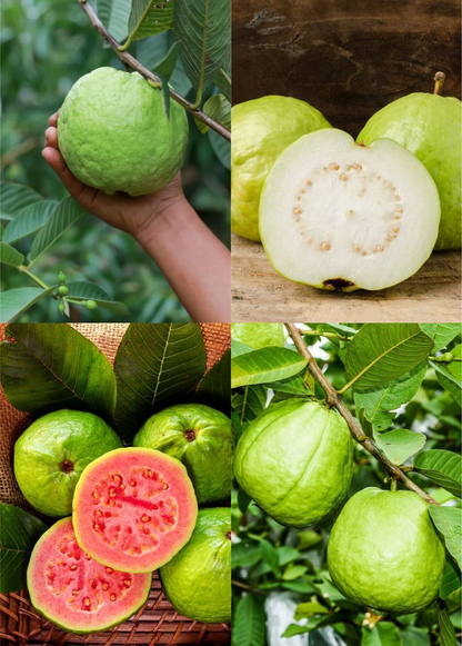 🔥Organikus rózsaszín guava magok | 🌿Gyors csírázásra előkészítve (99%-os csírázás)