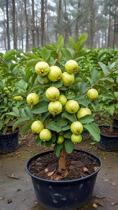 🔥Organikus rózsaszín guava magok | 🌿Gyors csírázásra előkészítve (99%-os csírázás)