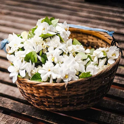 AZ AKCIÓ UTOLSÓ NAPJA - 49% KEDVEZMÉNY 🌸Gyönyörű jázmin cserepes növény (télen is ültethető)🌸