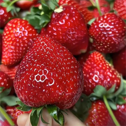 🔥⏰Utolsó napi akció🌱FEKETE GYÖNGY EPERMAGOK