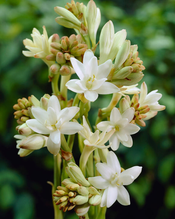 Dupla tubarózsa 🌸 - Nagy hagymás virág