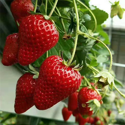 🔥⏰Utolsó napi akció🌱FEKETE GYÖNGY EPERMAGOK