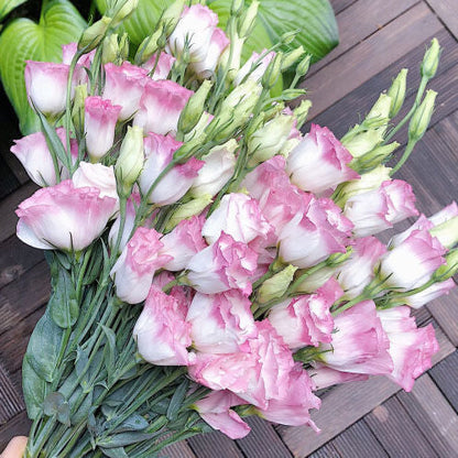 [Virágok fagyos télen is] Kiváló minőségű lisianthus magok [Legalacsonyabb árak online] Korlátozott vásárlási idő, 80% kedvezmény!!! Meglepetés vár rád!