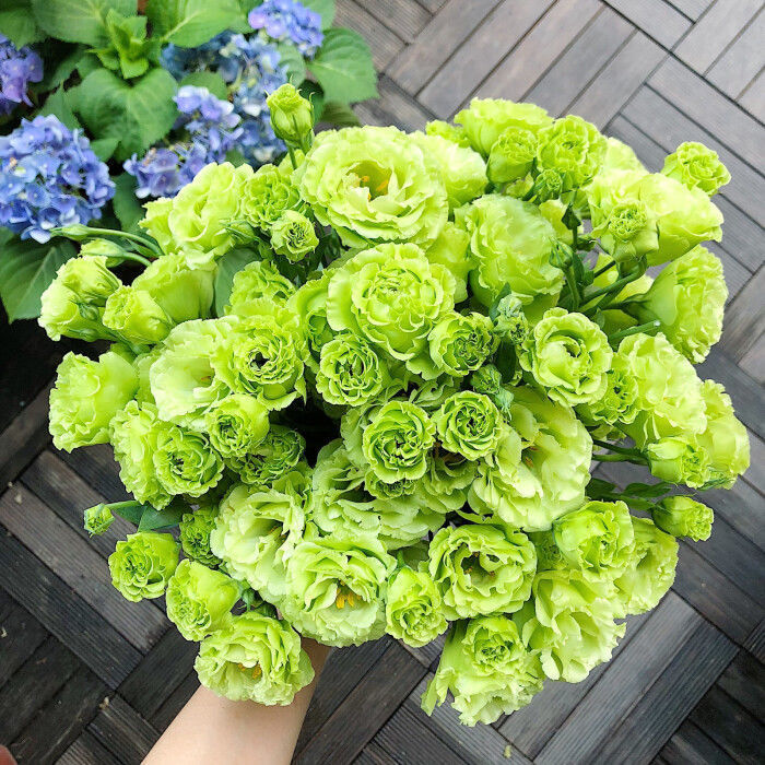 [Virágok fagyos télen is] Kiváló minőségű lisianthus magok [Legalacsonyabb árak online] Korlátozott vásárlási idő, 80% kedvezmény!!! Meglepetés vár rád!