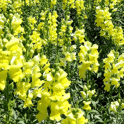 Royal Garden Snapdragon Seeds – Kertészek választása magas, színes vágott virágaihoz 🌸
