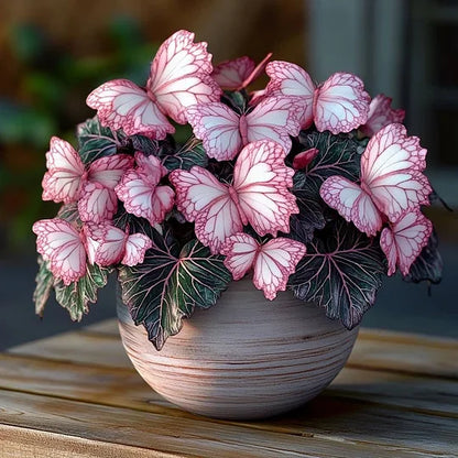💥 Új begóniák 🦋 Pillangóbegónia magok 🌱 Bonsai, amilyet még soha nem láttál