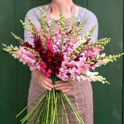Royal Garden Snapdragon Seeds – Kertészek választása magas, színes vágott virágaihoz 🌸