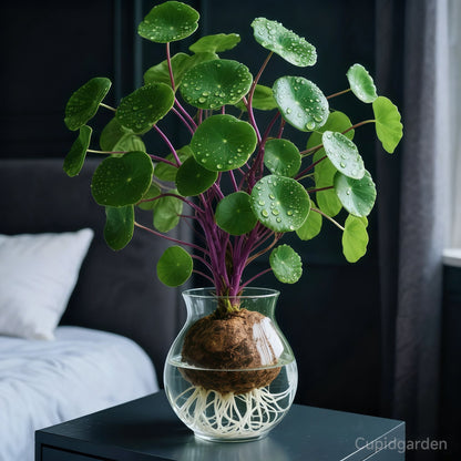 🎈🪴Vörös rattan Stephania Erecta: A legerősebb szobanövény lustáknak🌿