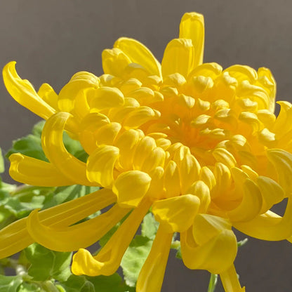 🌺Az elegancia virága🌼Óriás krizantém magok