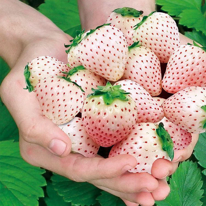 🔥⏰Utolsó napi akció🌱FEKETE GYÖNGY EPERMAGOK