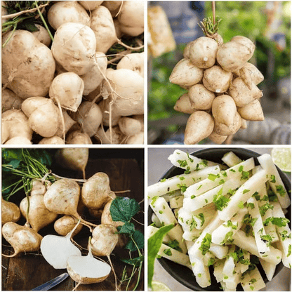 Exkluzív ajánlat💥Gazdag, lédús és tápláló ropogós gyümölcs - édes jicama otthoni termesztéshez🍠