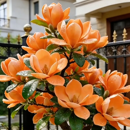 Magnolia liliiflora hagymái (lila orchideák) 🌸 A virágok elrejtik a leveleket, az illat betölti a levegőt