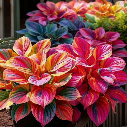 🌈🔥 Limitált kiadású Szivárványos Láng Hosták - Ritka Többszínű Lombozat, Kizárólag Üzletünkben 🌸