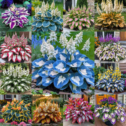 Hardy Beauty: Árnyék- és hidegálló hosta virágok